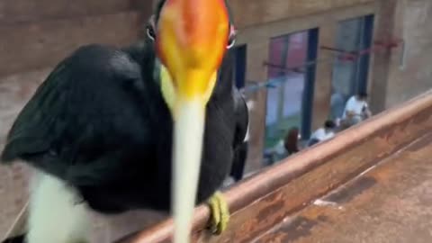 hornbills