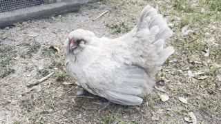 Chicken Lady Jewel