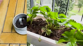 [2023-01-14] Growing Strawberries at home is easy, big, and sweet if you know this method