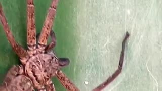 Massive Spider Surprise While Cleaning the Pool! 🕷️