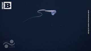 RARE SIGHTING: Satiated Pelican Eel Spotted Post-Meal in Deep-Sea Dive