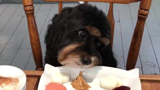 Puppy enjoys tasty treats at dog cafe