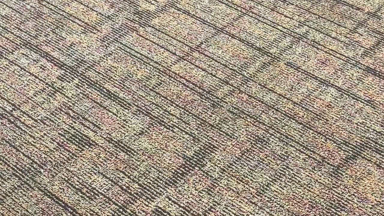 The Devolution theory overview, a live presentation