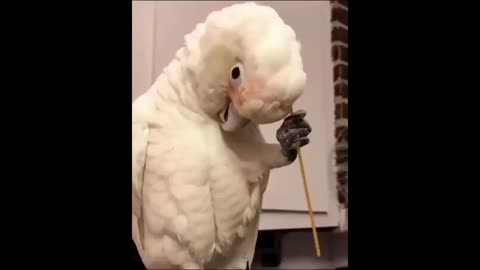 the best pet cute cute parrot