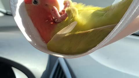 Parrot Chills Out in Face Mask Hammock 🤩😂