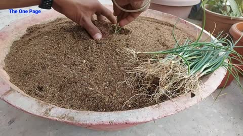 Vegetables. Easy way to grow vegetables