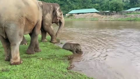 Baby elephant taking risk!