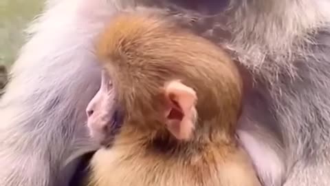 Monkey funny monkey comedy videos || New bandar #ariyafighter #trendin