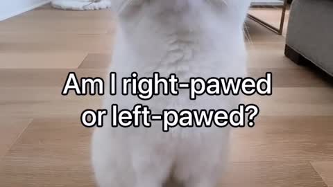 Yep, I’ve got a mean right hook - Cute Cat video Funny