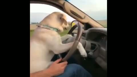 Thair Dog drive a car 🚗