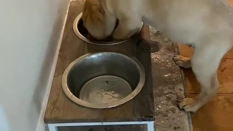 Puppy Plays in Water Bowl