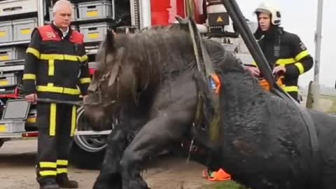 Horse rescue 😱😱😱