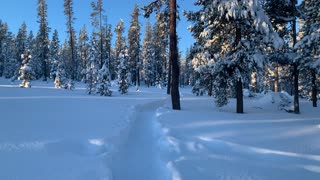 Winter Snow Hiking – Central Oregon – Swampy Lakes Sno-Park – 4K