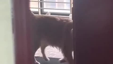 Dog is very very talented