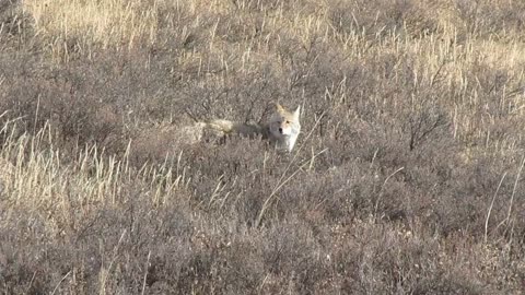 Coyote Hunting