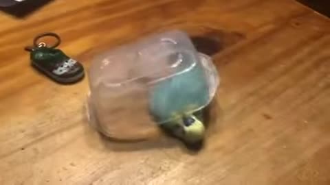 Cute parrot that plays with everything