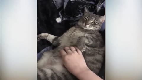 Funny Cats slapping owners