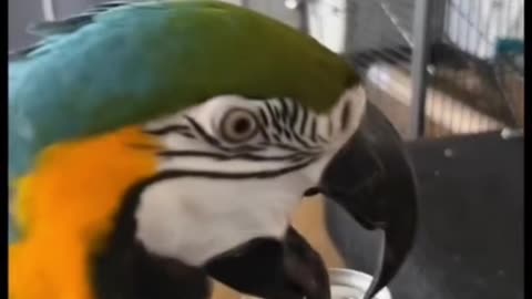 Beautiful Parrot opens cans for his owner using his beak like a pro.