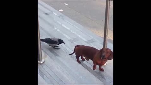 FUNNY WORLD NR.15 - CROW ANNOYS DOG!