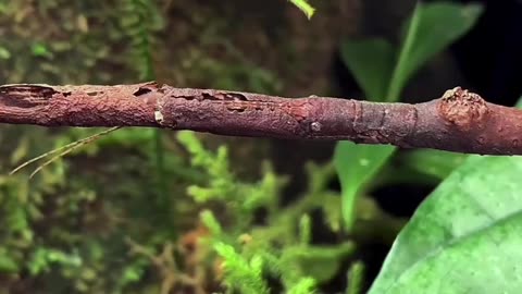 "Secrets of Nature's Illusionist: The Hermagoras sigillatus Stick Insect"