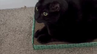 Adopting a Cat from a Shelter Vlog - Cute Precious Piper Supervises the Mail #shorts