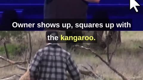 Shane Gillis - Aussie Punches Kangaroo