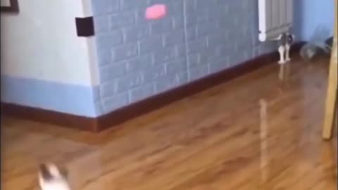 Funny Cat Training