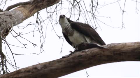 Osprey Eating A Fish