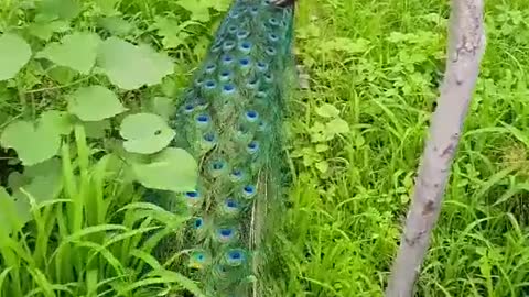 pretty and lovely peacock