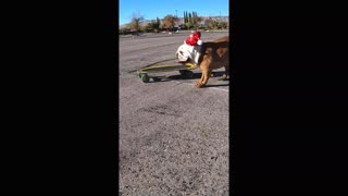 Santa Bulldogs' Season To Shred