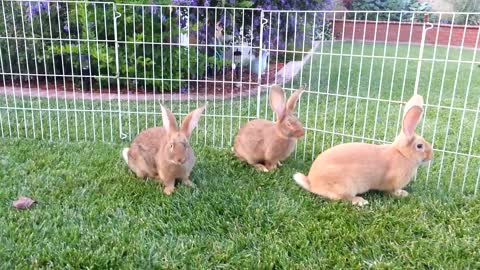 Cat Enjoys Quality Time With Five Adorable Bunnies