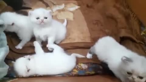 persian kittens for sell in delhi