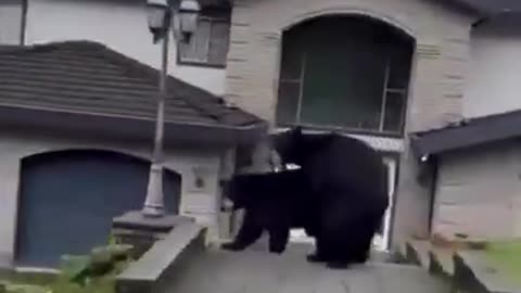 Just 2 Bears Banging At The Front Door