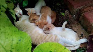 Cat and her cute kittens