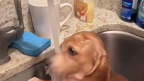 Pretty dog ​​bathing in the washroom