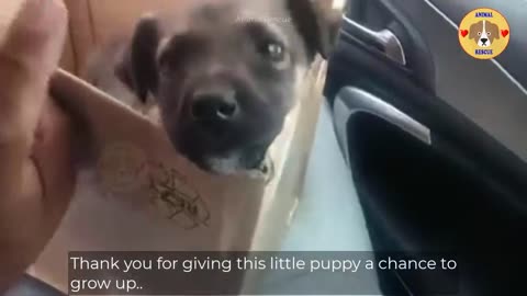 Animal rescue: The puppy is very scared, he needed my help