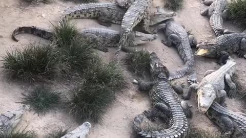 Feeding Pig Nose To Starving Crocodiles