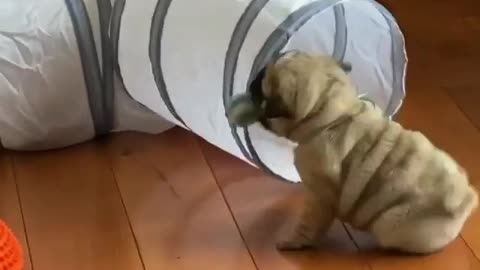 Where is da my Fu*king boll??🤔| Funny Pug puppies moments😂🐶❤