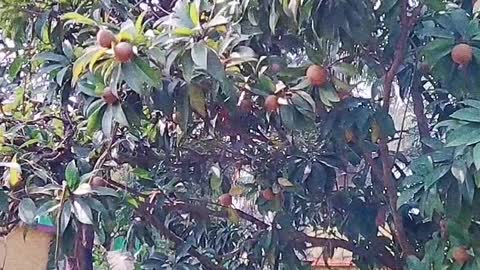 chikoo, chiku, sapota (grafted) fruit plant videos