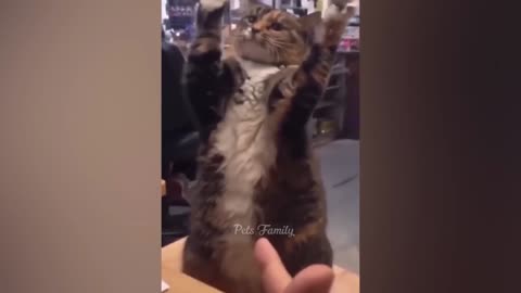 funny cat