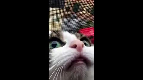 Animals funny viral videos ||funnyest cat and gogs videos.