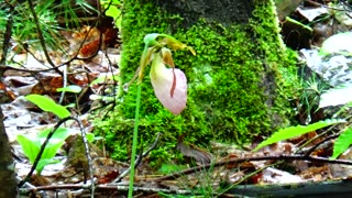 Slipper Orchid