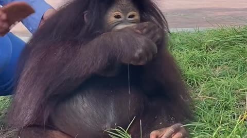 The baby orangutan named Grape is now two and a half years old.