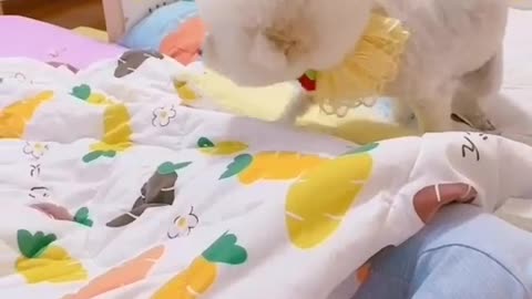Cute dog and Cute Baby Sleeping Video