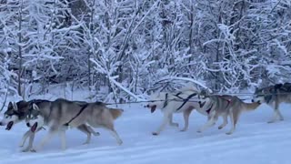 Husky Dog Sledding & Mushing Experience in Fairbanks, Alaska in Dec. 2022