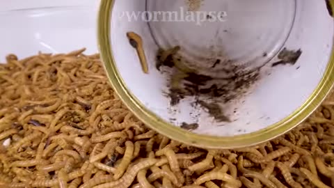 10 000 Meal-worms vs. Cantaloupe