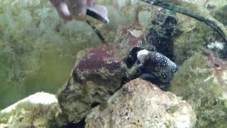 Hand Feeding Snowflake Moray Eel - V