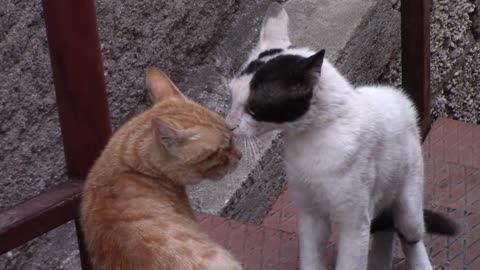 Two cats speech to each other
