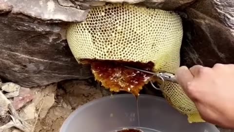 The best honey, mountain honey is one of nature's bounty #viral