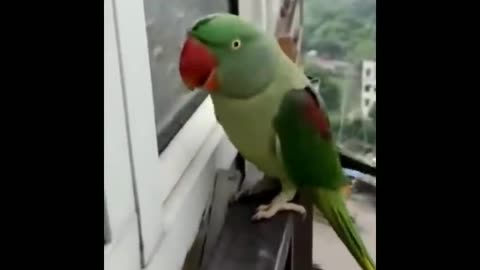 Funny and Cute Parrots Videos Compilation cute moments of the animals - Cute Birds